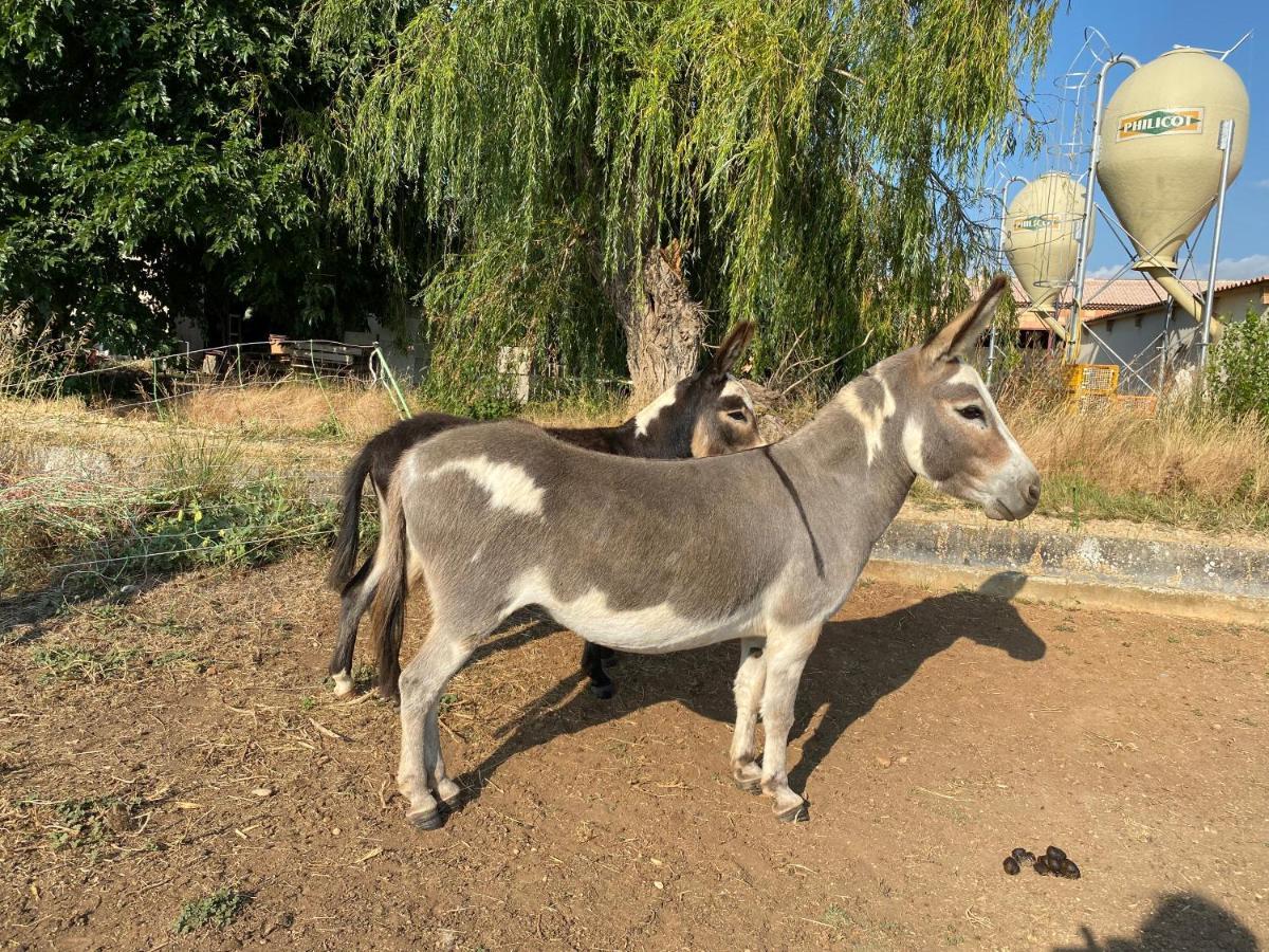 Studio A La Ferme Villa Arles Ngoại thất bức ảnh